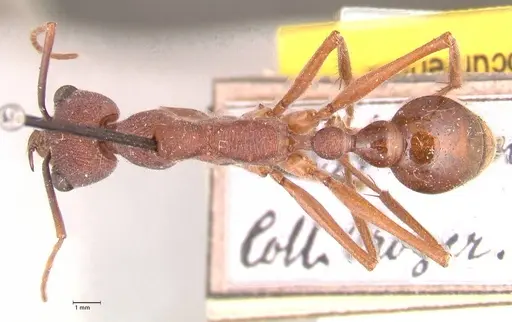 Myrmecia nigriscapa specimen FOCOL0815 image focol0815_1