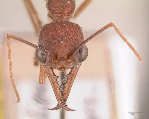 Myrmecia nigriscapa specimen FOCOL0815 image focol0815_2