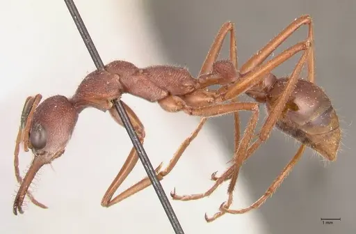 Myrmecia nigriscapa specimen FOCOL0815 image focol0815_3