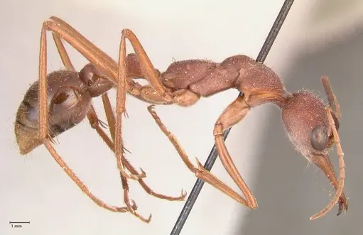 Myrmecia nigriscapa specimen FOCOL0815 image focol0815_4