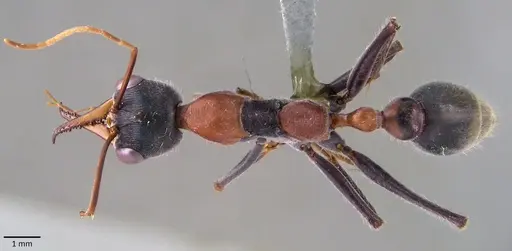 Myrmecia nigrocincta specimen ANTWEB1041845 image antweb1041845_1