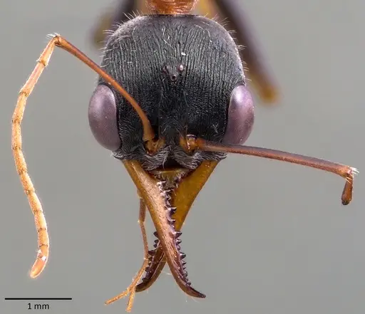 Myrmecia nigrocincta specimen ANTWEB1041845 image antweb1041845_2