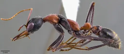 Myrmecia nigrocincta specimen ANTWEB1041845 image antweb1041845_3