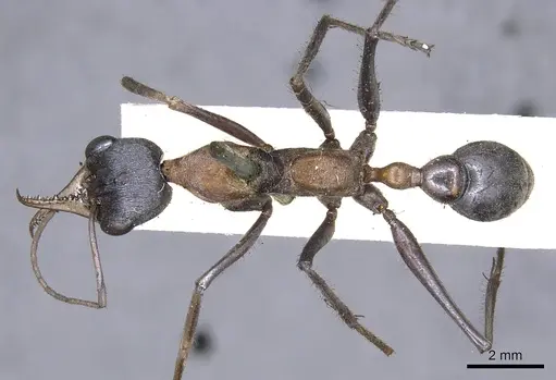 Myrmecia nigrocincta specimen CASENT0902805 image casent0902805_1