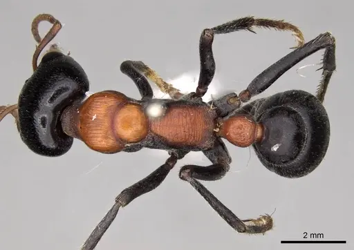Myrmecia nobilis specimen CASENT0914030 image casent0914030_1