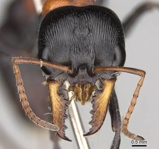 Myrmecia nobilis specimen CASENT0914030 image casent0914030_2