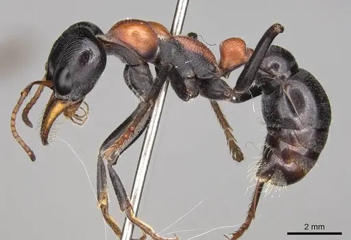 Myrmecia nobilis specimen CASENT0914030 image casent0914030_3