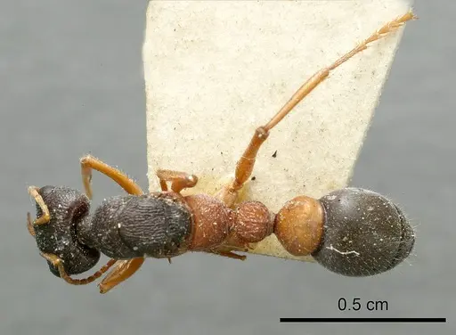 Myrmecia occidentalis specimen ANTWEB1008288 image antweb1008288_1