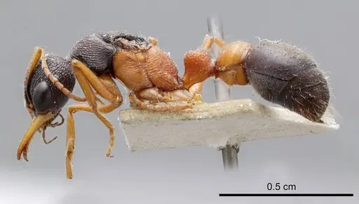 Myrmecia occidentalis specimen ANTWEB1008288 image antweb1008288_2