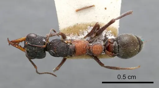 Myrmecia occidentalis specimen ANTWEB1008289 image antweb1008289_1