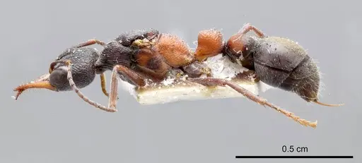 Myrmecia occidentalis specimen ANTWEB1008289 image antweb1008289_2