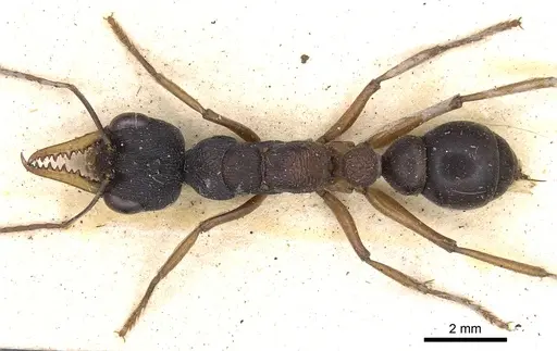 Myrmecia occidentalis specimen CASENT0902803 image casent0902803_1