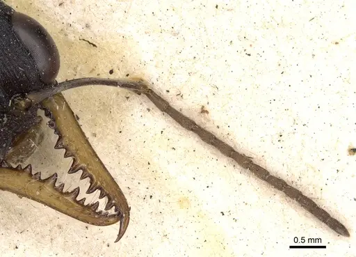 Myrmecia occidentalis specimen CASENT0902803 image casent0902803_3