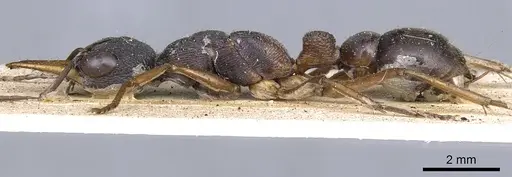 Myrmecia occidentalis specimen CASENT0902803 image casent0902803_4