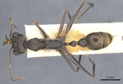 Myrmecia petiolata specimen CASENT0903789 image casent0903789_1