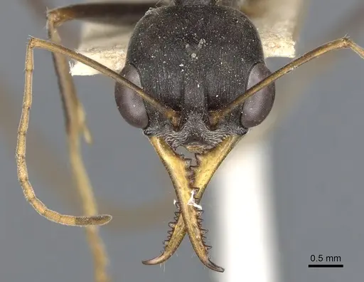 Myrmecia petiolata specimen CASENT0903789 image casent0903789_2