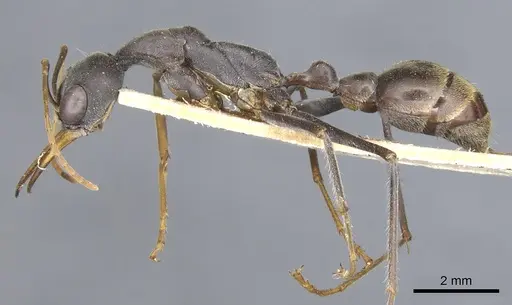 Myrmecia petiolata specimen CASENT0903789 image casent0903789_3