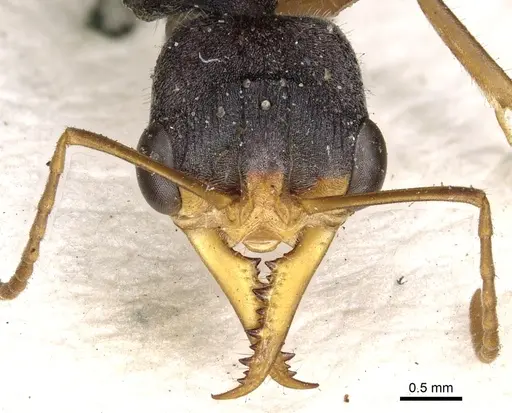 Myrmecia picta specimen CASENT0902806 image casent0902806_2