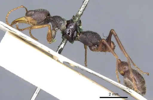 Myrmecia picta specimen CASENT0902806 image casent0902806_3