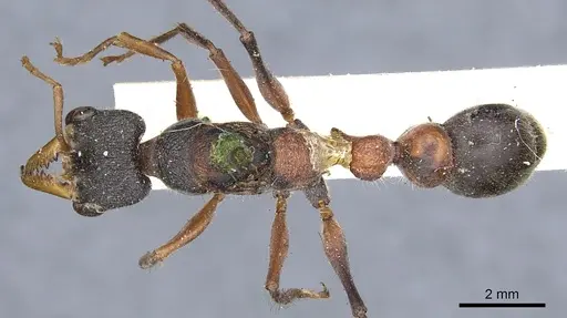 Myrmecia picta specimen CASENT0902807 image casent0902807_1