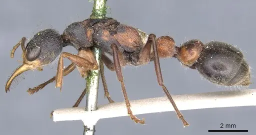Myrmecia picta specimen CASENT0902807 image casent0902807_3