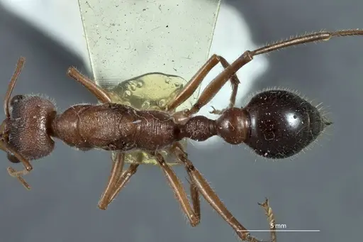 Myrmecia picticeps specimen ANTWEB1041175 image antweb1041175_1