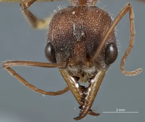 Myrmecia picticeps specimen ANTWEB1041175 image antweb1041175_2