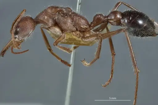 Myrmecia picticeps specimen ANTWEB1041175 image antweb1041175_3
