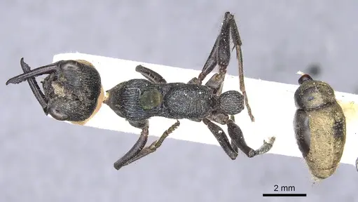 Myrmecia piliventris specimen CASENT0902809 image casent0902809_1
