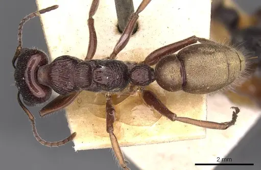 Myrmecia piliventris specimen CASENT0907100 image casent0907100_1
