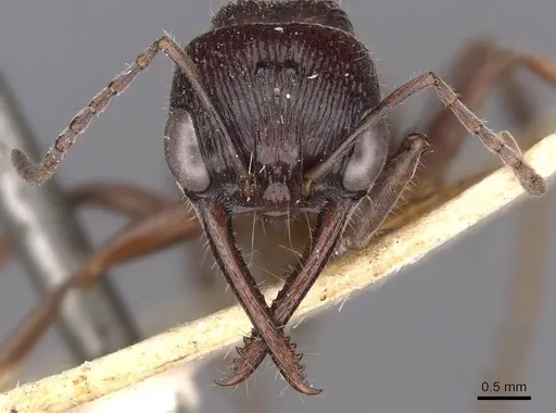 Myrmecia piliventris specimen CASENT0907100 image casent0907100_2