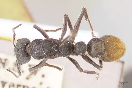 Myrmecia piliventris specimen FOCOL0830 image focol0830_1