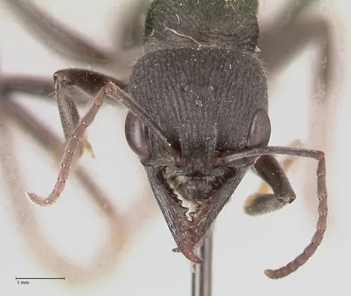Myrmecia piliventris specimen FOCOL0830 image focol0830_2