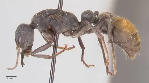 Myrmecia piliventris specimen FOCOL0830 image focol0830_3