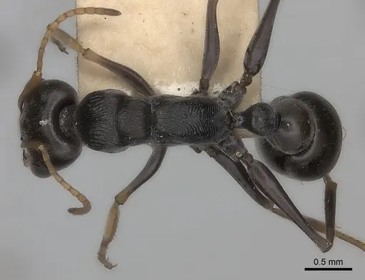 Myrmecia pilosula specimen CASENT0217500 image casent0217500_1