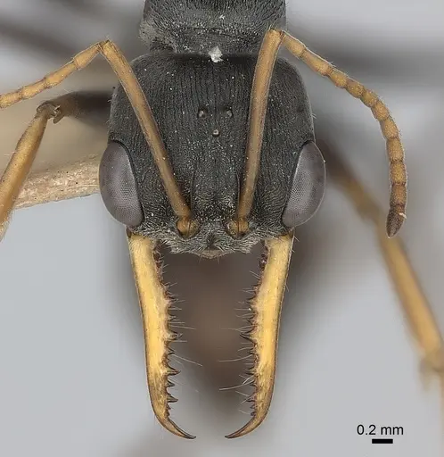 Myrmecia pilosula specimen CASENT0217500 image casent0217500_2