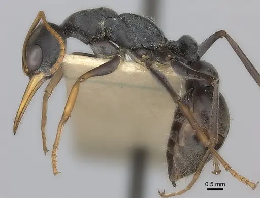 Myrmecia pilosula specimen CASENT0217500 image casent0217500_3