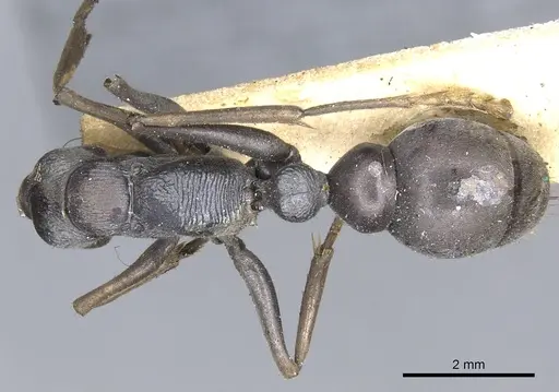 Myrmecia pilosula specimen CASENT0902799 image casent0902799_1