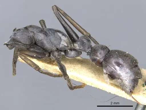 Myrmecia pilosula specimen CASENT0902799 image casent0902799_2