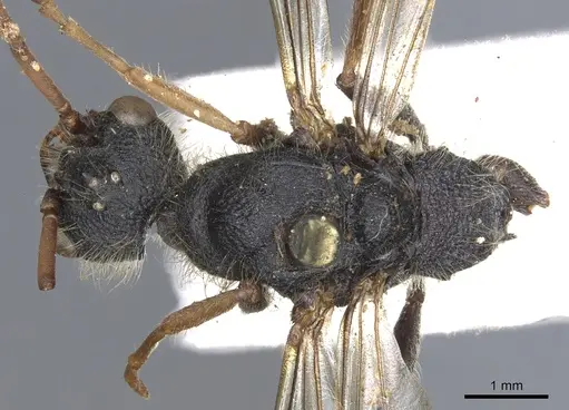 Myrmecia pilosula specimen CASENT0902800 image casent0902800_1