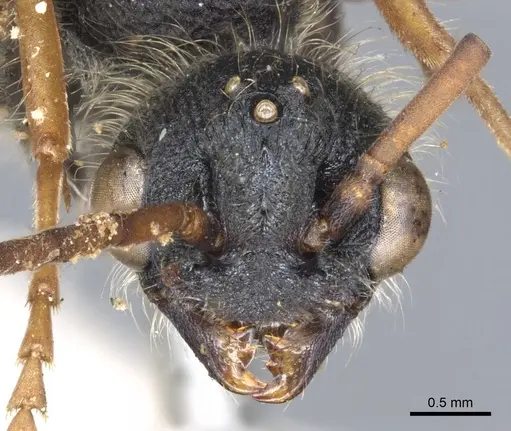 Myrmecia pilosula specimen CASENT0902800 image casent0902800_2