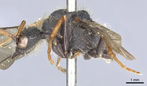 Myrmecia pilosula specimen CASENT0902800 image casent0902800_3