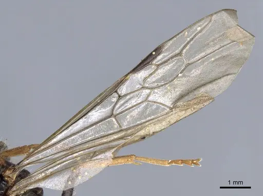 Myrmecia pilosula specimen CASENT0902800 image casent0902800_4
