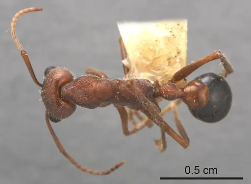 Myrmecia pulchra specimen ANTWEB1008208 image antweb1008208_1