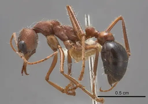 Myrmecia pulchra specimen ANTWEB1008208 image antweb1008208_2