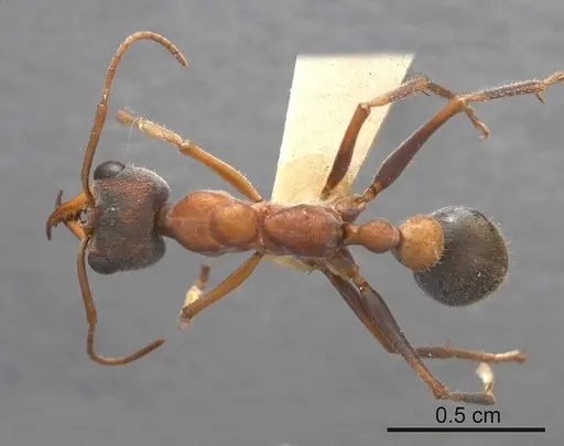 Myrmecia pulchra specimen ANTWEB1008210 image antweb1008210_1
