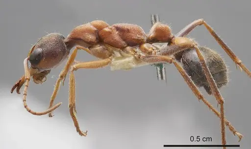 Myrmecia pulchra specimen ANTWEB1008210 image antweb1008210_2