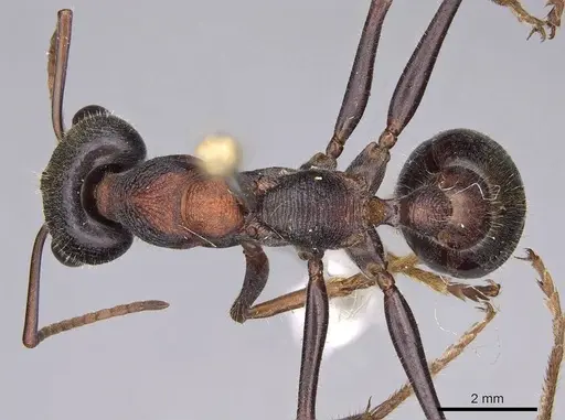 Myrmecia pulchra specimen CASENT0914020 image casent0914020_1