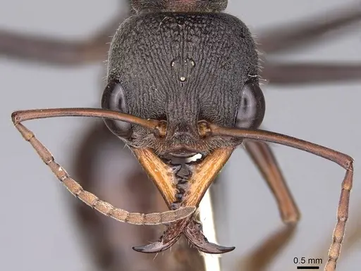Myrmecia pulchra specimen CASENT0914020 image casent0914020_2