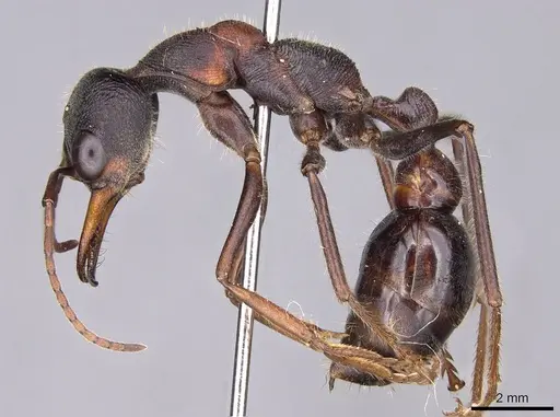 Myrmecia pulchra specimen CASENT0914020 image casent0914020_3